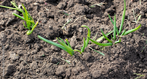 Sprouting of onion sprouts in the ground in early spring.