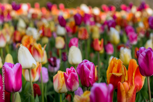 Tulips in Netherlands