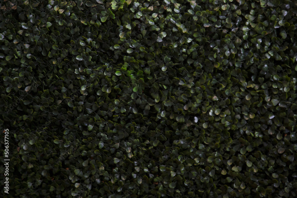 close up of green moss ,background image,green background. close up of green moss ,background image,green background.