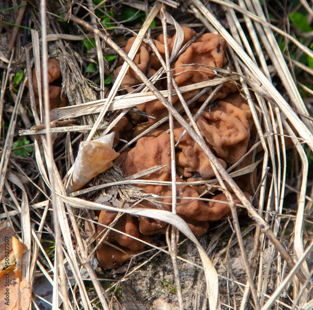 Mushroom lines giant in the forest. Mushroom lines giant in the forest.