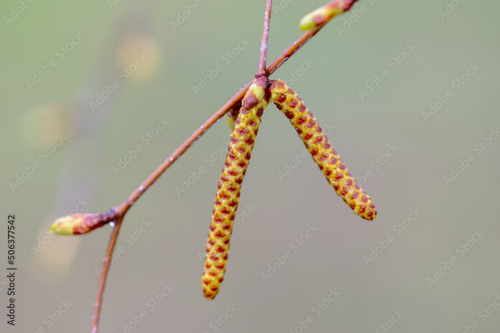 Flower buds on a birch branch in early spring. Flower buds on a birch branch in early spring.