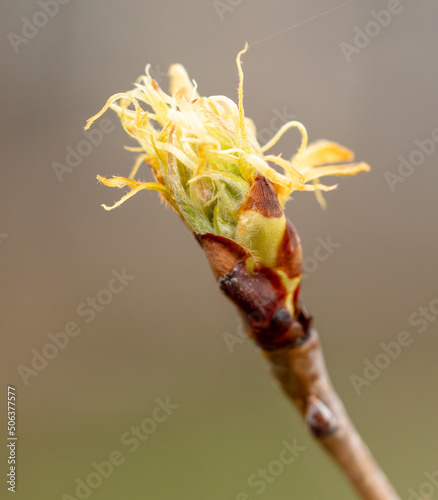 Flower bud on a pear branch in early spring.