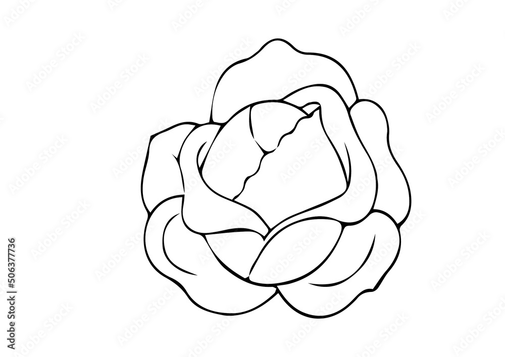 illustration of cabbabe plant best graphics design in vector art illustration of cabbabe plant best graphics design in vector art