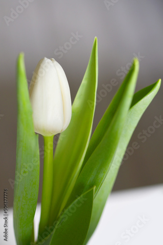 tulipe blanche photo