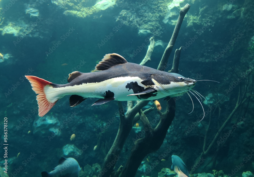 Fototapeta premium Catfish fish swims in the water