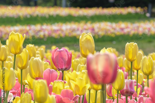 北海道札幌市滝野すずらん丘陵公園のチューリップ畑 / Tulip field in Takino Suzuran Hillside Park, Sapporo City, Hokkaido photo