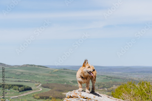 A happy dog stands on a rock in nature, a walk with a pet, a red dog walks by himself, a portrait of a small dog, a puppy walks in the forest.