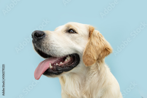 Portrait golden retriever puppy dog showing teeth and tongue looking away. Isolated on blue background © Sandra