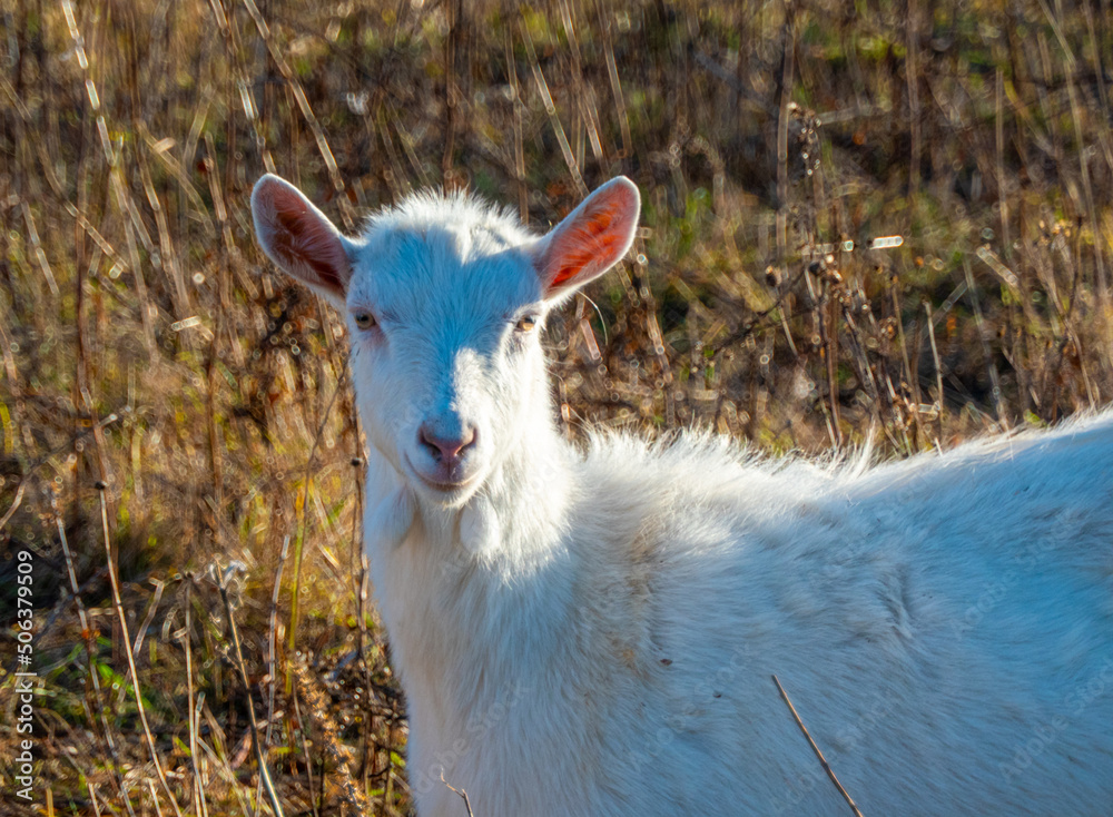 Obraz premium Goat eating withered grass, Livestock on a pasture. White goat. Cattle on a village farm. Cattle on a village farm.