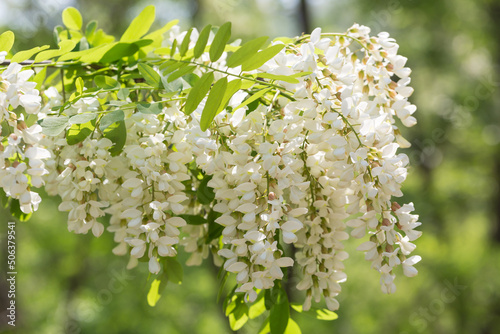 Canvastavla Outdoor spring blooming Sophora japonica flowers ，Sophora japonica Linn