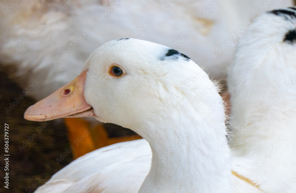 Flock of white domestic geese. Ranch duck Feeding Flock of white domestic geese. Ranch duck Feeding