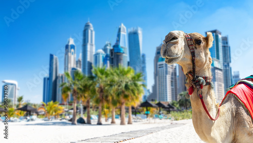 Fototapeta Naklejka Na Ścianę i Meble -  Camel on Dubai jumeirah beach with marina skyscrapers in UAE