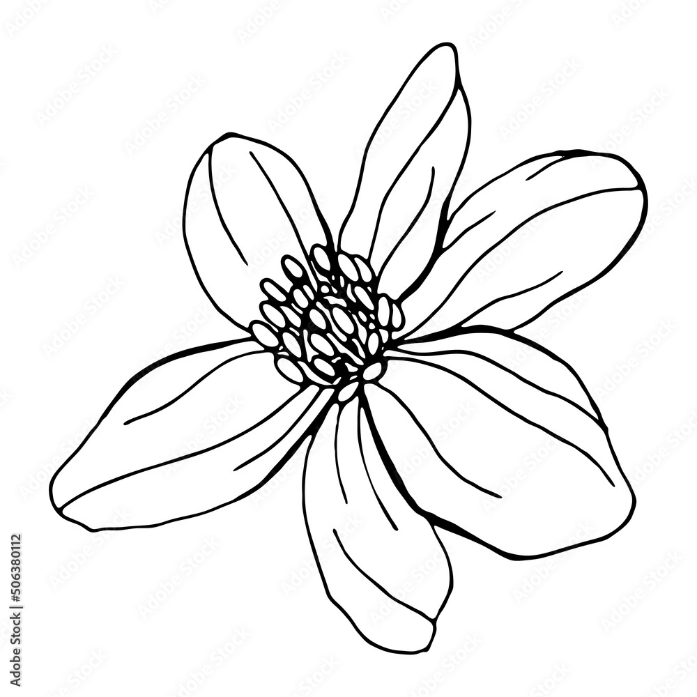 Flowers of Anemone. Botanical elements isolated on white background. Plants are drawn by hand in pencil. Vintage style. Design for postcards, clothing, logo, template, print.