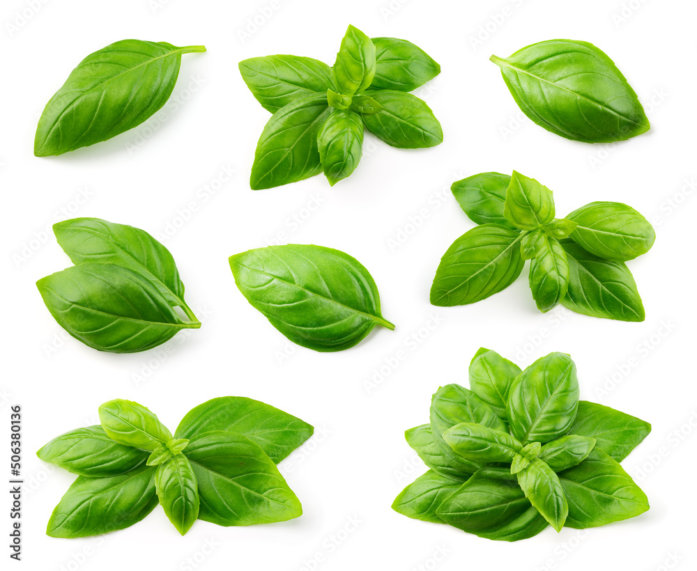 Basil isolated. Basil leaf flat lay on white background. Green