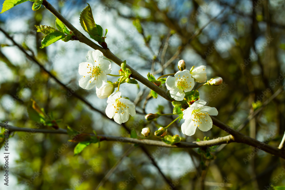 white flower of sour cherry
prunus cerasus
white flower of sour cherry
prunus cerasus