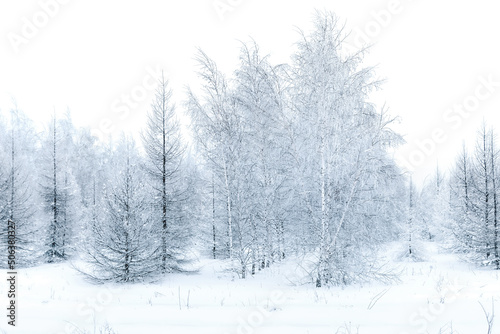 Calm winter forest morning, cold weather, travel into snowy woods