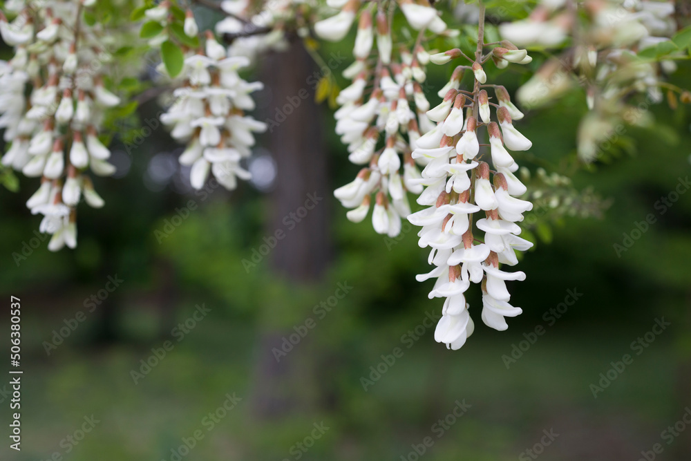 Robinia pseudoacacia . White acacia . Acacia flowers branch with a green background Robinia pseudoacacia . White acacia . Acacia flowers branch with a green background