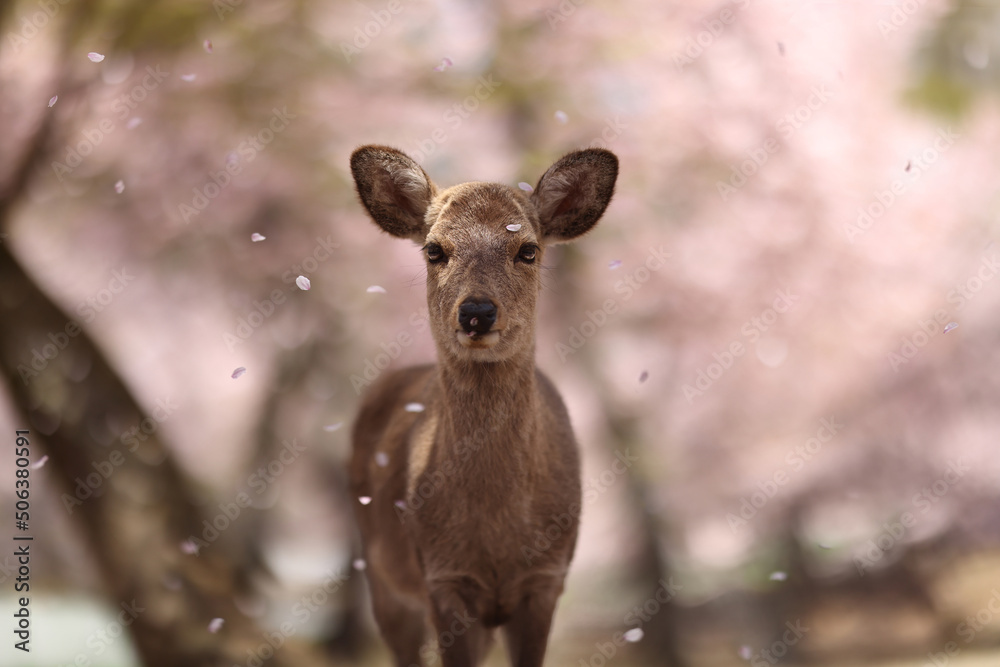 Deer under Sakura petals in Nara City Deer under Sakura petals in Nara City