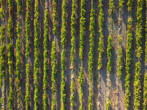 Aerial view of vineyards field plantation on sunset. Cinematic drone aerial view on Green highland valley countryside. Eco farming in wild nature landscape. Tourism, travel concept.