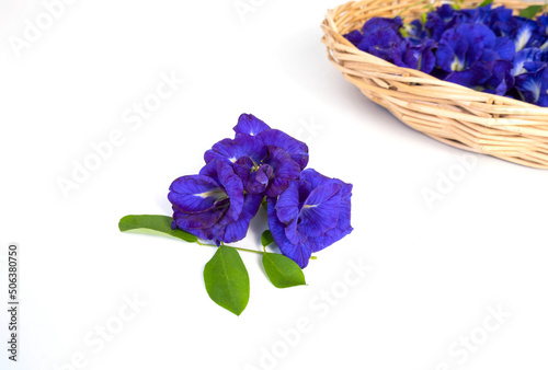 Butterfly pea flowers with green leaves isolated on white background.