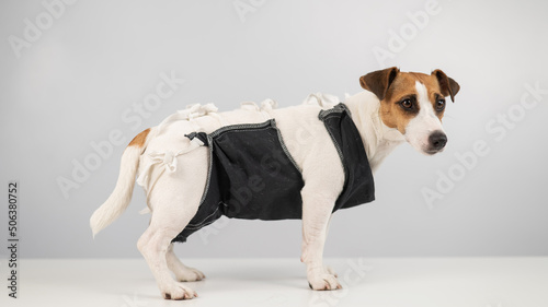 Jack Russell Terrier in post-op blanket after female sterilization. Dog hysterectomy.