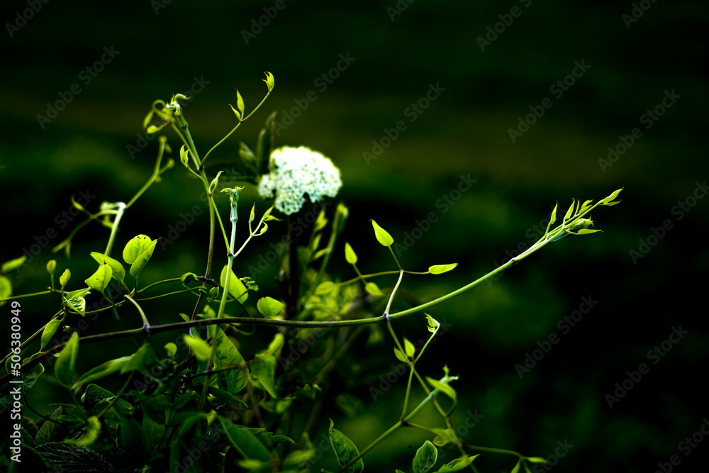Beautiful white lone flower in the field. White flower on a background of green grass.White flower in the sun. Beautiful white lone flower in the field. White flower on a background of green grass.White flower in the sun.