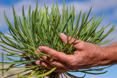 Woman's hands touching a kleinia tropical plant in full bloom, blue sky in background photo