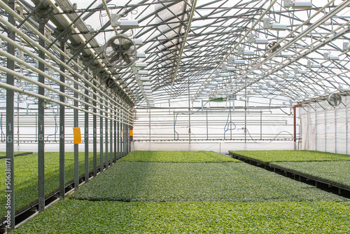 Vegetable farms. The greenhouse produces most of the vegetables.seedling complex, high-performance greenhouse, professionally grown seedlings © Дмитри Лобакин