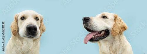 Banner golden retriever puppy dog showing teeth and tongue looking away. Isolated on blue background