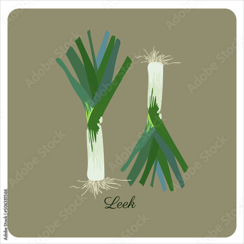 Leek. Vector illustration. Vegetable in retro style, outline illustration of farm product for design advertising products shop or market. Green vegetable. Colorful hand drawn leek isolated.
