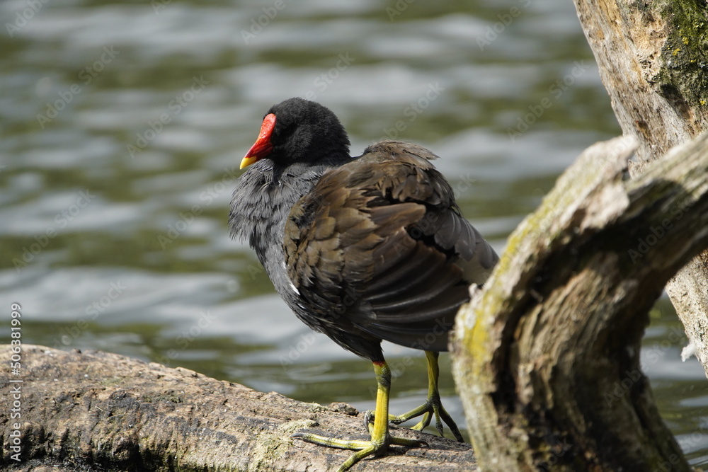 Common moorhen (Gallinula chloropus) Rallidae family. Hanover, Germany. Common moorhen (Gallinula chloropus) Rallidae family. Hanover, Germany.