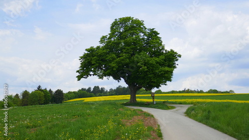 auf dem Radweg mit einem stattlichem Baum