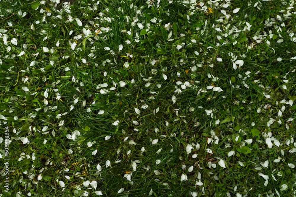 Background with white apple flower petals on the green grass of lawn