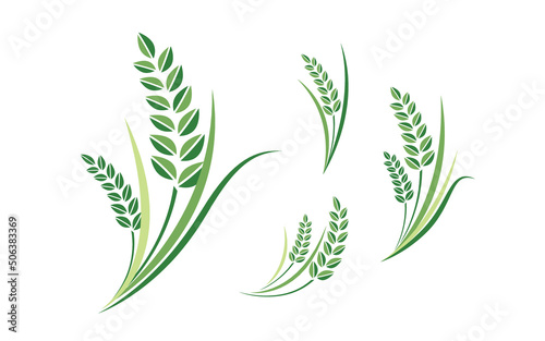 Rice, Green Rice Grain Vector Illustration Set