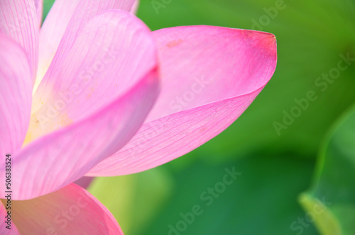 close up of pink lotus flower © 曹宇