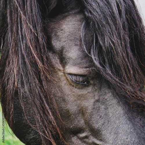 black horse portrait  animal themes