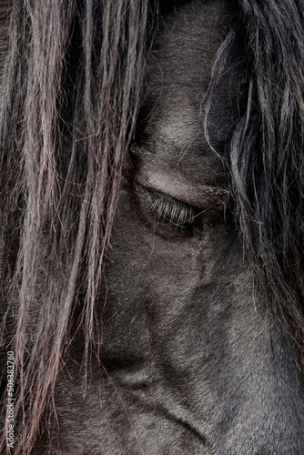black horse portrait  animal themes