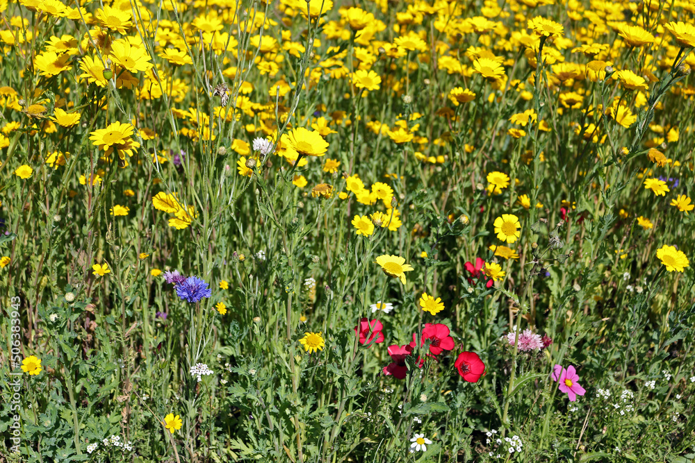 a field of yellow wild flowers