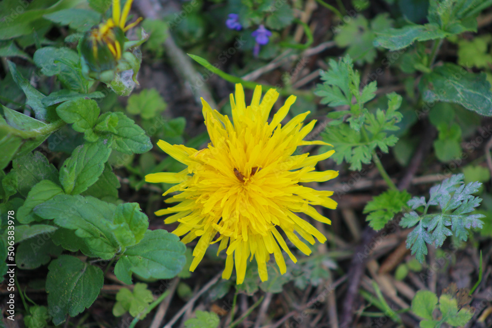 Yellow flower on a natural background. Close-up
Yellow flower on a natural background. Close-up