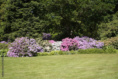 Rhododendron hedge (Ericaceae family) in Berggarten Hannover, Germany.