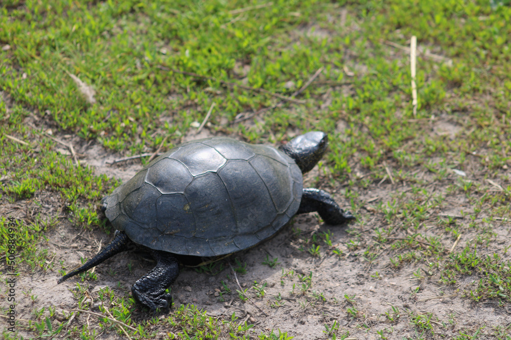 A freshwater turtle tries to escape along a dirt road A freshwater turtle tries to escape along a dirt road