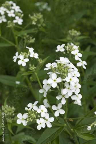 Hesperis matronalis photo