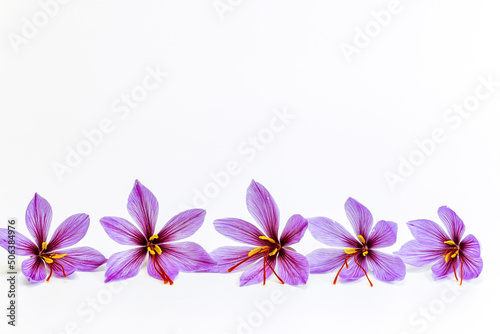 Saffron crocuses close up on a white background. Place for text.