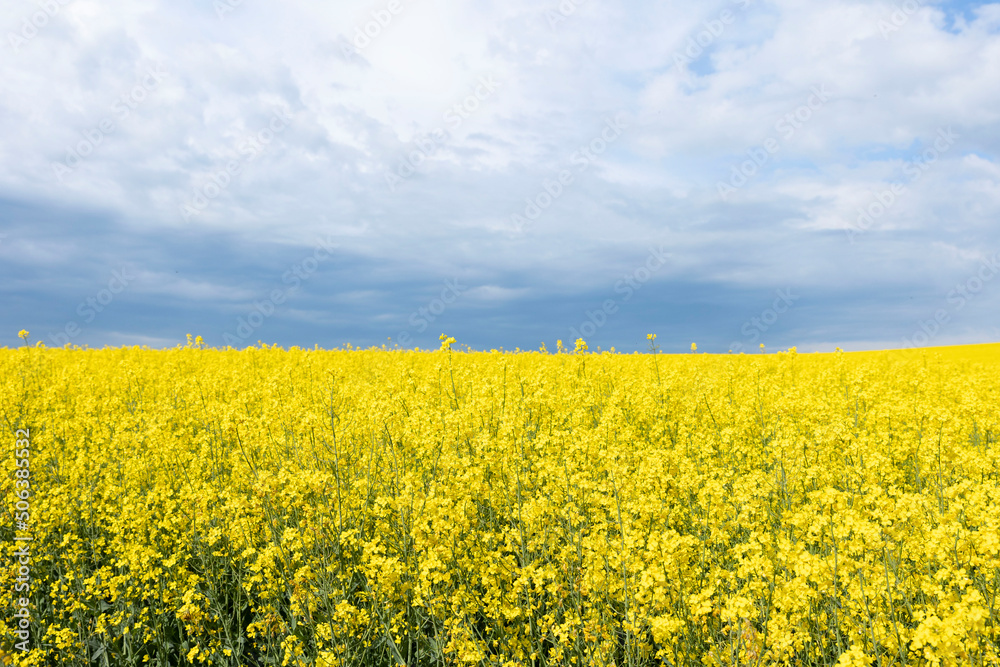 Obraz premium field of flowers like Ukraine flag