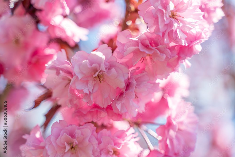 Double cherry blossoms in full bloom. A tree branch with flowers against a blue sky and the sun shines through the flowers. Double cherry blossoms in full bloom. A tree branch with flowers against a blue sky and the sun shines through the flowers.