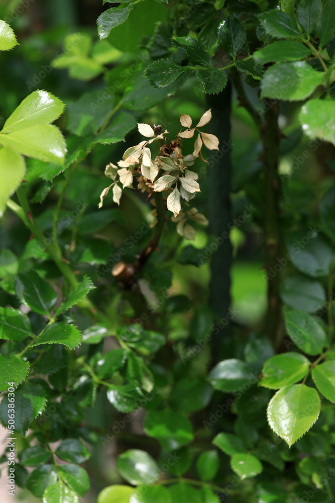 Rose leaves are dying due to a fungal infection such as mildew or wilt