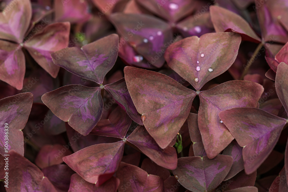 Purple Shamrock Oxalis triangularis with little waterdrops closeup to highlight the beautiful colour of the foliage. Purple Shamrock Oxalis triangularis with little waterdrops closeup to highlight the beautiful colour of the foliage.