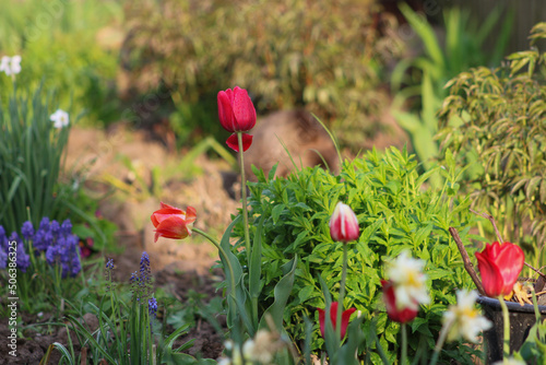 Fototapeta Naklejka Na Ścianę i Meble -  Tulips of different colors on a warm summer evening