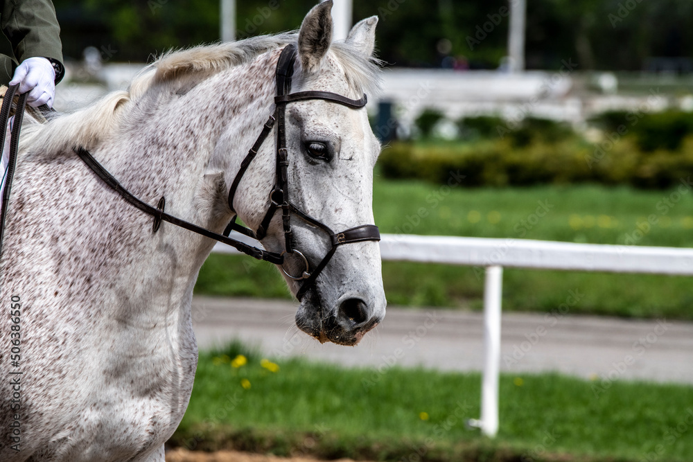 Fototapeta premium beautiful horse of light color close-up on the hippodrome