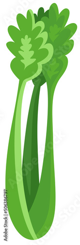 Fresh green celery isolated on white